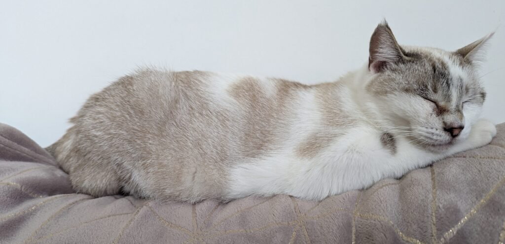 Chat blanc et beige endormi sur un coussin