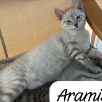 Aramis_5