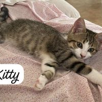 Kitty
